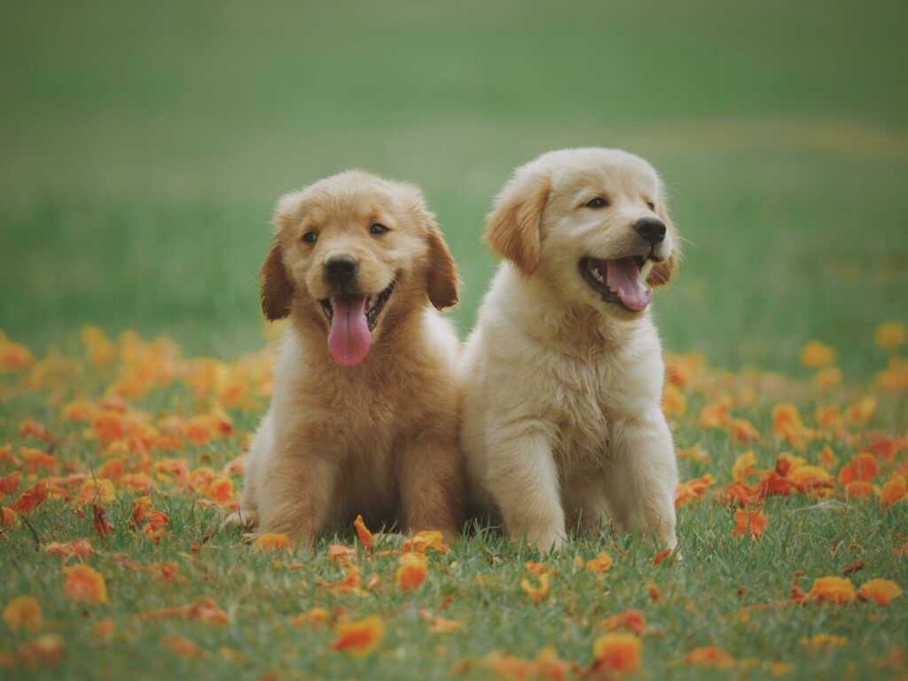 Puppies in Salt Lake City